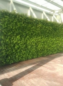蘭州雨林生態植物墻