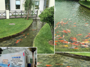 蘭州魚池過濾系統哪家好